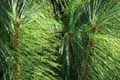 pine needle oil