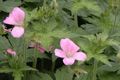 Rose Geranium Oil