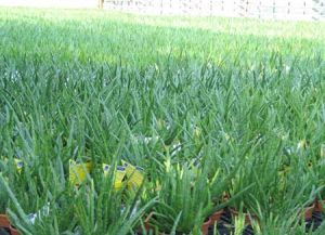 Aloe vera Plants