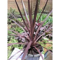 Black Knight Cordyline australis Plants