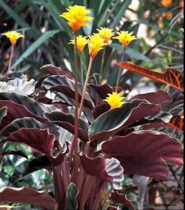 Calathea Crocata Plants