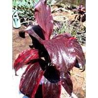 Dr. Brown Cordyline terminalis Plants