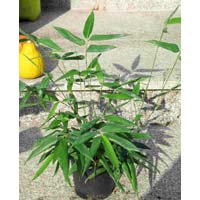Musella lasiocarpa Plants