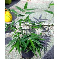 Phyllostachys Bissetii Plants
