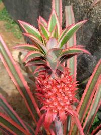 Pineapple Plants