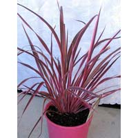 Pink Cordyline Australis Plants