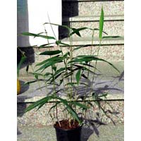 Pseudosasa Japonica Plants
