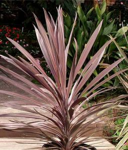 Red Sensation Cordyline Australis Plants