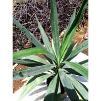 Yucca Elephantipes green Plants