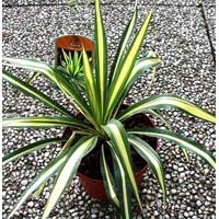 Yucca Filamentosa Color Guard Plants