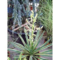 Yucca Gloriosa Variegata Plants