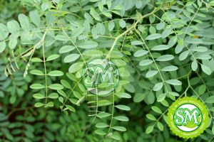 Natural Indigo Leaves