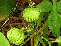 Garcinia