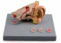 Ear Diseases Model