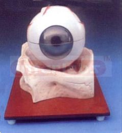 Human Eye Model