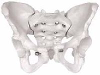 Female Skeletal Pelvis