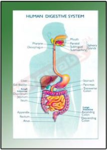 Human Digestive System