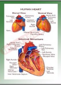 Human Heart