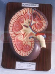 HUMAN KIDNEY L.S.