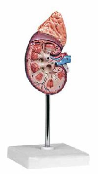 Kidney Model