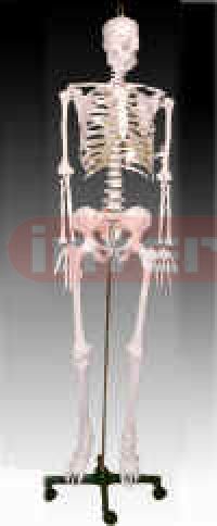 Articulated Adult Plastic Skeleton