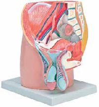 4 Parts Male Pelvis Model