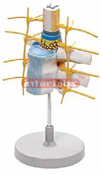 Spinal Cord Thoracic Vertebrae