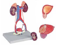 5 Parts Urinary System Model