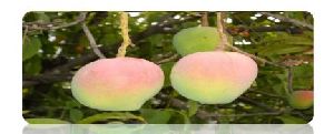 Organic Mango