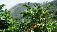 arabica plantation coffee seeds