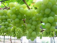 Fresh Grapes