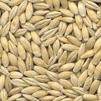 Barley Seeds