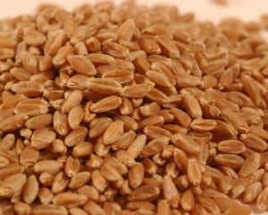 Wheat Seeds