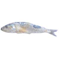 Dry Fish (Oil Sardine)