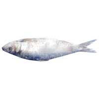 Dry Fish (Sardinela Sps)