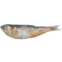 Dry Fish (Thryssa Dussumieri)
