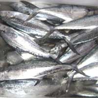 Frozen Fish (Mackerel)