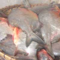 Frozen Fish  (Red Snapper)
