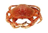 dungeness crab