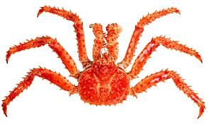 King Crab