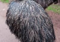 Emu Feathers