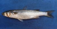 Grey Mullet