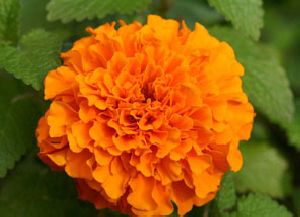 Marigold Soft Extract