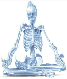 Human Skeleton