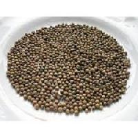 palak seed