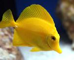 aquarium fishes at lowest price in delhi