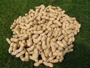 Groundnut