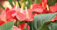 Anthuriums