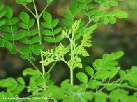 Moringa Leaf Powder, Moringa Seeds