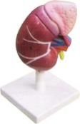 Human Kidney model